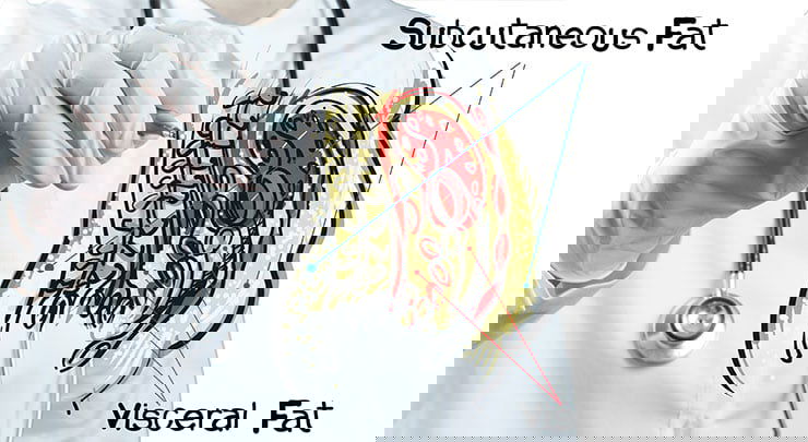 Diagram showing visceral fat and subcutaneous fat on the human body.